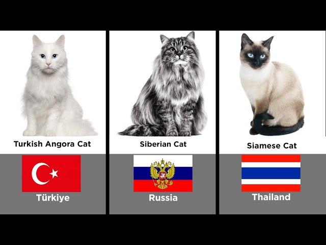 Most Beautiful Cats Breeds Live In Different Regions | Comparison List Info