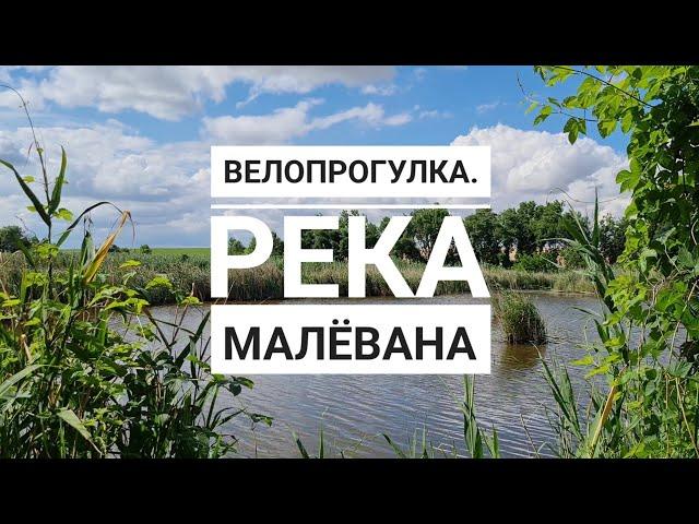 Река Малёвана. Молодые лебеди