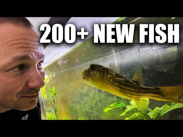 200+ new fish, how my aquarium rack works and what happened to my stingrays? the king of DIY