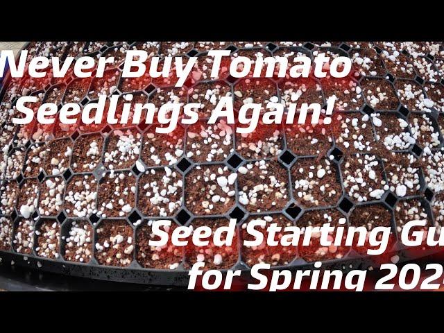 Never Buy Tomato Seedlings Again! Seed Starting Guide for Spring 2024