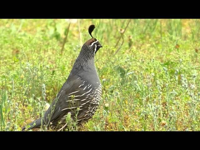 The California Quail