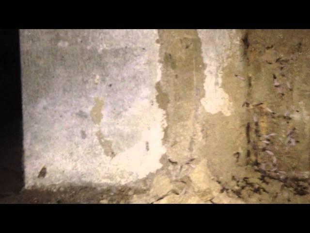 Do termite baiting systems work?