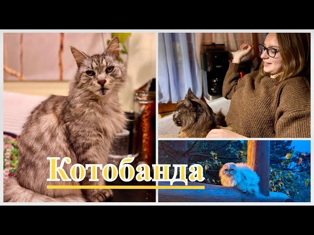 Котобанда переезжает в зимнее логово. Уезжаем с дачи, закрываем сезон. Угадали, куда мы полетим!