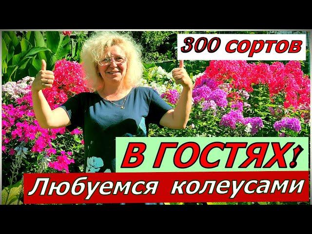 Все 300 сортов КОЛЕУСОВ она знает в лицо. В гостях у гостепримной Ольги