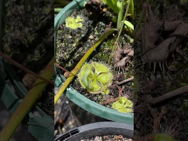 Caterpillar is too strong for Drosera Burmanii #carnivorousplant #garden #nature