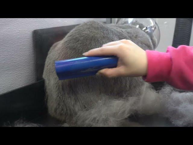 The BEST de-shedding brush | Must have for pet owners!