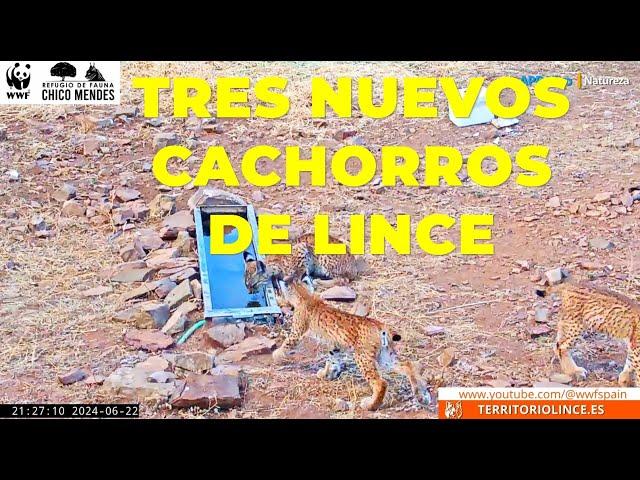 TRES nuevos CACHORROS de LINCE IBÉRICO. 22 de junio del 2024. #linceiberico #apbvigo