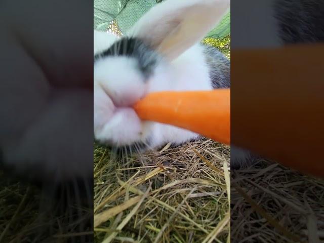 Hungry rabbit 