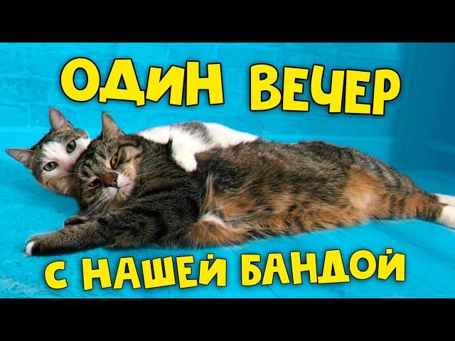 Один вечер с нашими домашними животными / SANI vlog