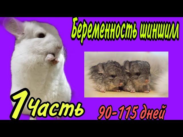 Беременность шиншилл. Сколько дней длится беременность.