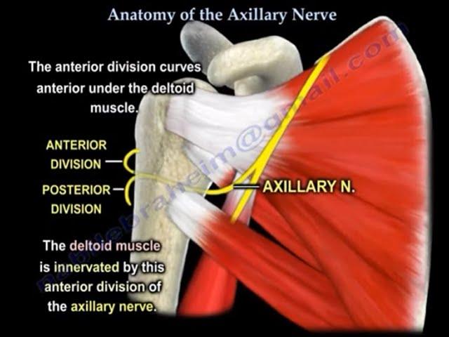 Axillary Nerve Injury After Shoulder Dislocation: Diagnosis and Management