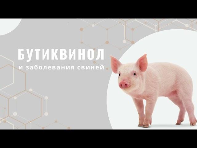 Бутиквинол в промышленном свиноводстве