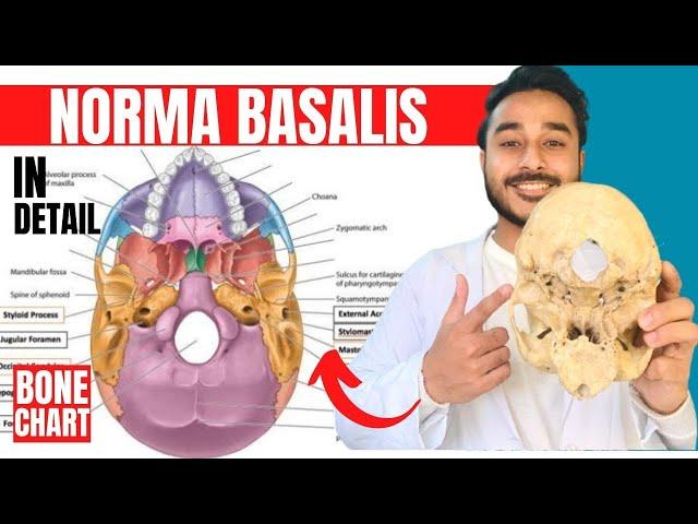 norma basalis anatomy 3d | anatomy of norma basalis of skull anatomy