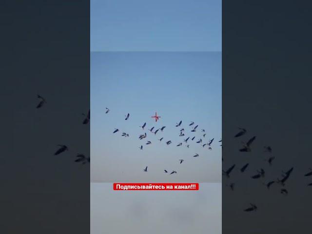 БАРХАТНЫЕ ТЯГИ ОХОТА НА ГУСЯ! #shots #shorts #short #hunting #охота #goose #гусь #youtubeshorts