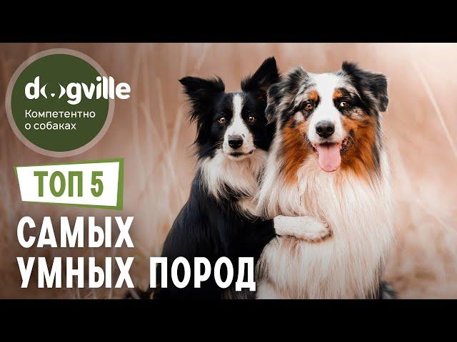 ТОП 5 Самых УМНЫХ пород собак