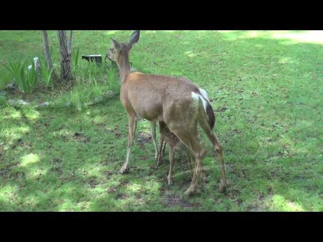 Fawn Chases a Quail and other nice moments