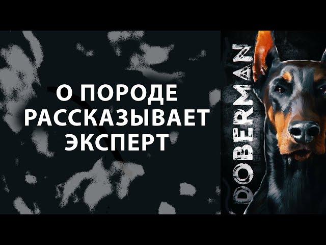 ДОБЕРМАН. Всё о породе Doberman! Рассказывает эксперт