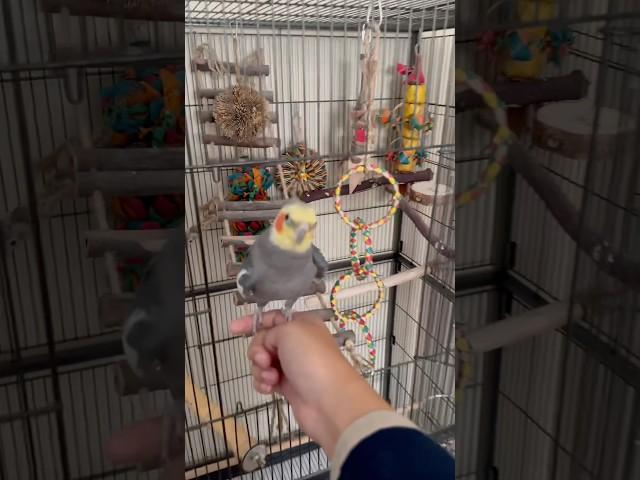 Rise and Dibbydoo #cockatiel #bird #parrot