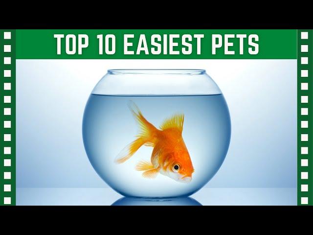 Top 10 Easiest Pets to Care For| Top 10 Clipz