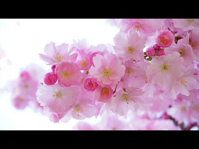 Tai chi meditation music. Music therapy.
