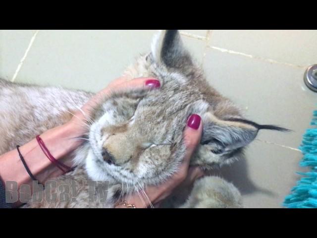 Siberian LYNX PURRS