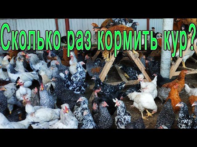 Кормление кур || Какая норма для кур несушек?