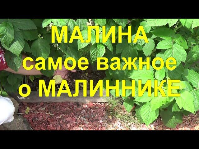 21. МАЛИНА по методу Соболева. Часть 4 - Идеальный малинник - секреты максимальных урожаев!