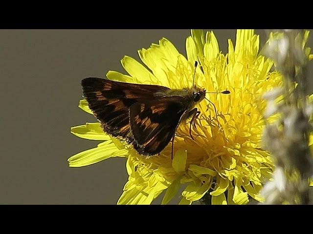 Woodland Skipper Feeding