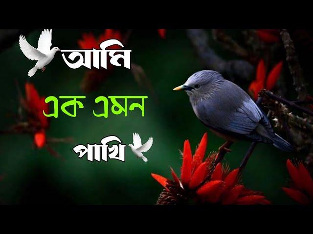 আমি এক এমন পাখি বুকেতে কষ্ট রাখি #আমি_এক_এমন_পাখি_বুকেতে_কষ্ট...