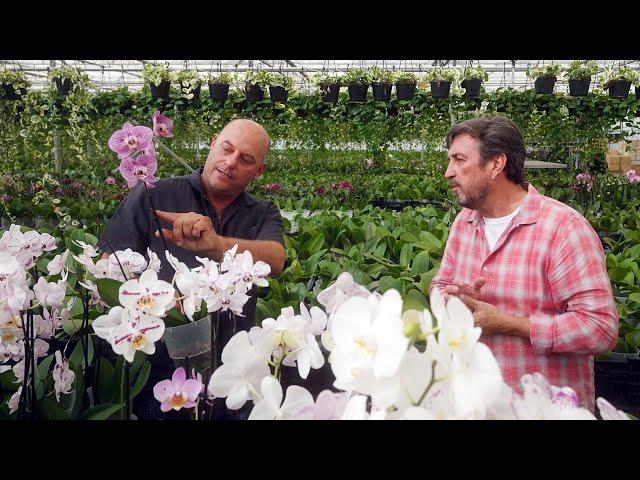 The Garden Gurus - Orchids at Floraplant