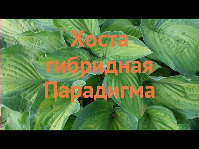 Хоста гибридная Парадигма (hosta paradigm)  Парадигма обзор: как сажать, луковицы хосты Парадигма