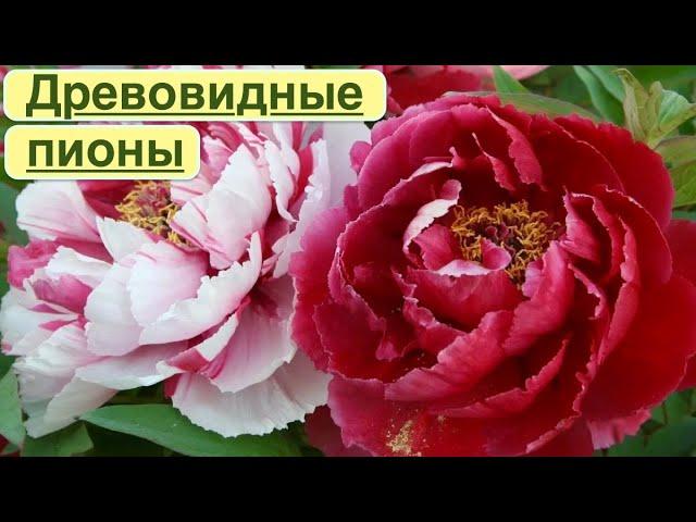 ДРЕВОВИДНЫЕ ПИОНЫ. ОБЗОР СОРТОВ. ОСОБЕННОСТИ ВЫРАЩИВАНИЯ. Tree-like peonies. Overview of varieties.