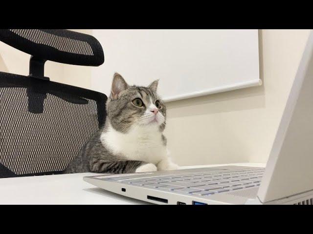 When I came back from the bathroom, a cat was attending the meeting instead of me