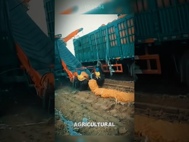 Automatic harvesting of potatoes in a large field