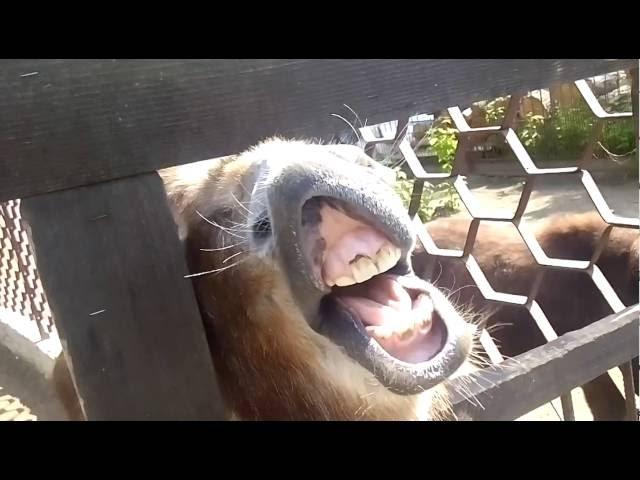 Осел ржет. Осел показывает зубы. a donkey