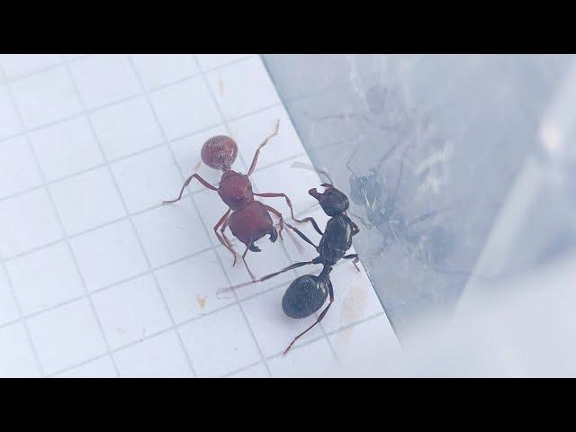 Pogonomyrmex badius (Florida, USA) vs Messor muticus (Russia) 10.09.2023