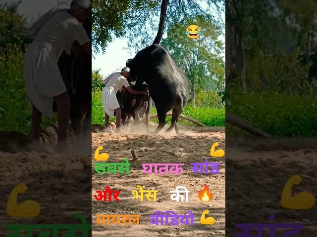 Bull Funny Mating Shorts Video//#trendingshorts #animals #bull