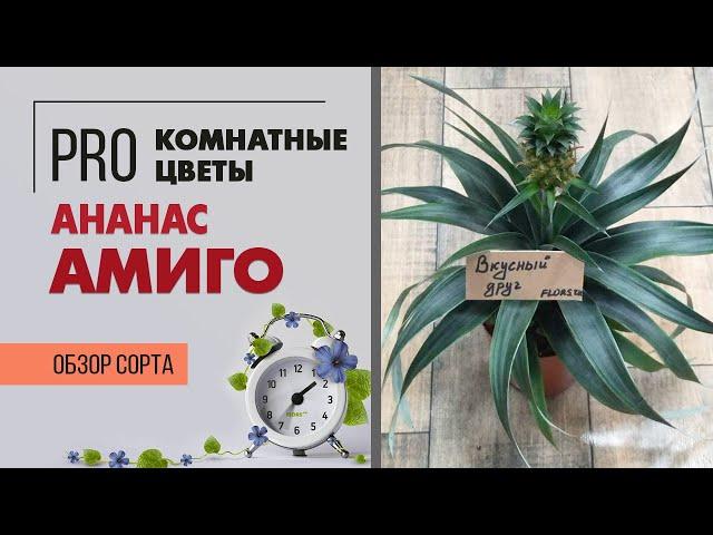 Комнатный Ананас Амиго - растение диковинка или нет?