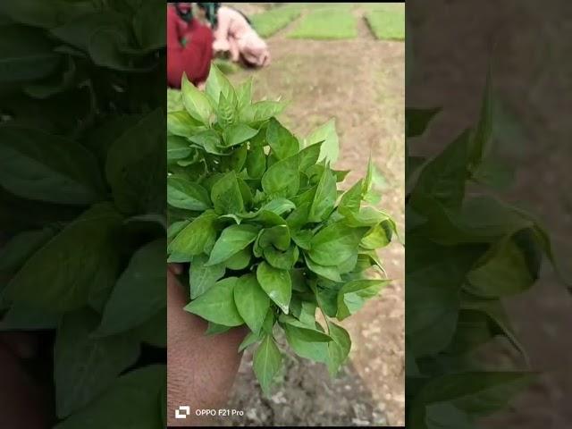 Hybrid chilli VEDA Plant's