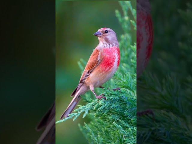 Коноплянка - Реполов. (Carduelis cannabina)  أصوات الطيور