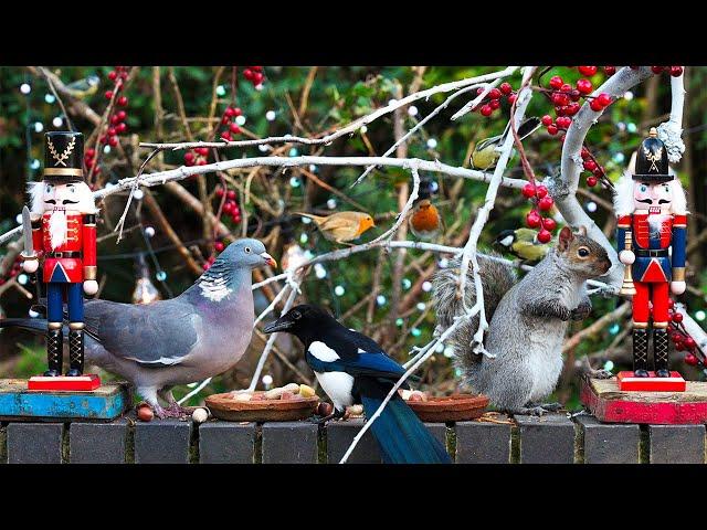 Festive Cat TV  Birds & Squirrels Eat with the Nutcrackers  Bird videos for cats to watch 4K HDR