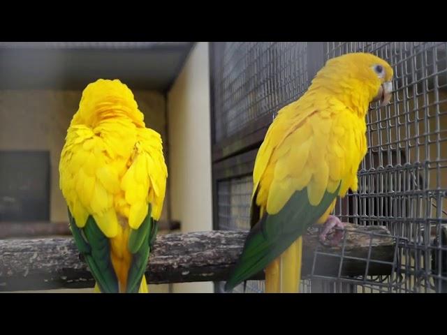 Парк птиц " Воробьи" Калужская обл/ Bird Park "Sparrows" Russian