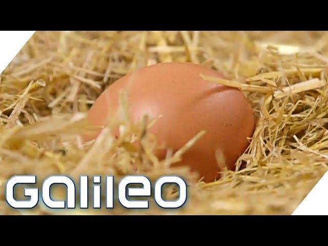 Eier - die heimlichen Superhelden | Galileo | ProSieben