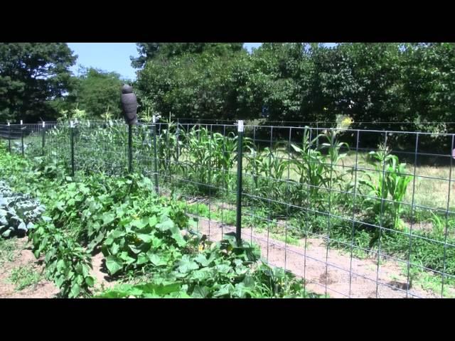 LifeInVT 7_8_2012 Garden of corn cukes, peppers and carrots,