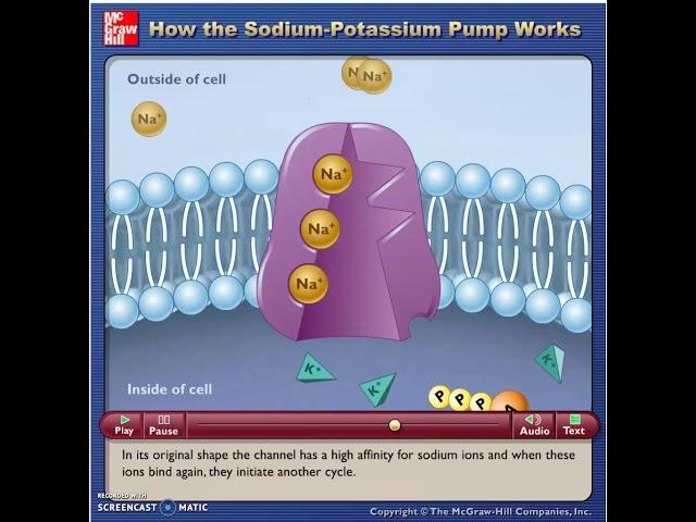McG-H - Na+ K+ pump
