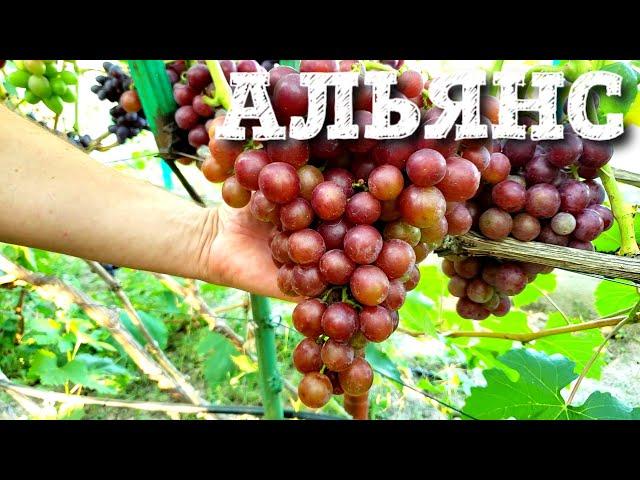 АЛЬЯНС - УЛЬТРАРАННИЙ ГИГАНТ С ПОТРЯСАЮЩИМ ВКУСОМ И УРОЖАЙНОСТЬЮ