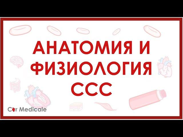 Анатомия и физиология сердечно-сосудистой системы кратко