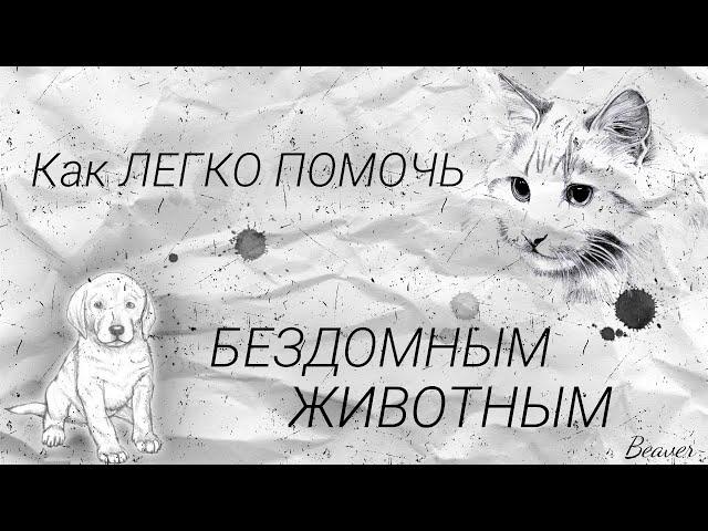 КАК помочь бездомным животным?