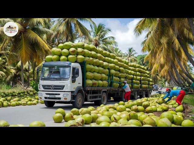 Thai Farmers Harvest Millions Tons of Coconuts Each Year - Coconut Processing Plant