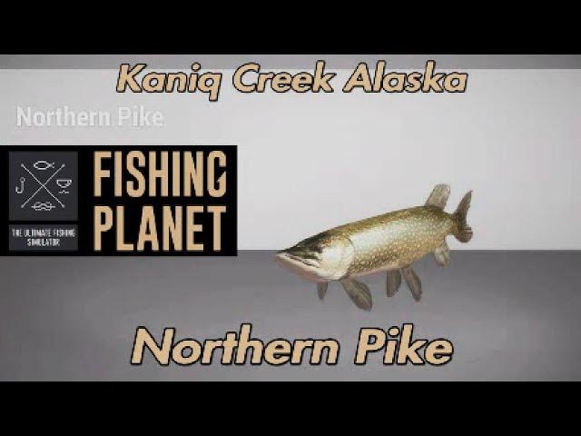 Fishing Planet Northern Pike Kaniq Creek Alaska Guide